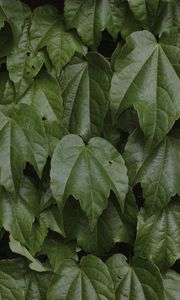 Preview wallpaper leaves, greenery, plant, green