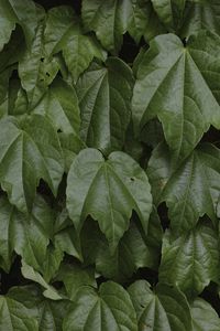 Preview wallpaper leaves, greenery, plant, green