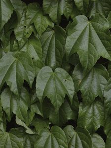 Preview wallpaper leaves, greenery, plant, green