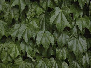 Preview wallpaper leaves, greenery, plant, green