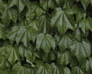 Preview wallpaper leaves, greenery, plant, green