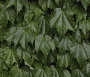 Preview wallpaper leaves, greenery, plant, green