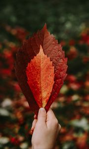 Preview wallpaper leaves, hand, red, dry, autumn