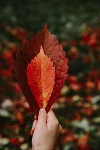 Preview wallpaper leaves, hand, red, dry, autumn