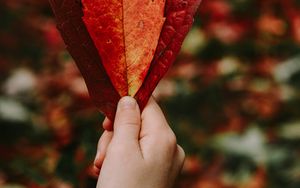 Preview wallpaper leaves, hand, red, dry, autumn