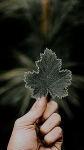 Preview wallpaper leaves, hands, fingers, macro