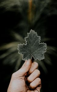 Preview wallpaper leaves, hands, fingers, macro