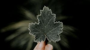 Preview wallpaper leaves, hands, fingers, macro