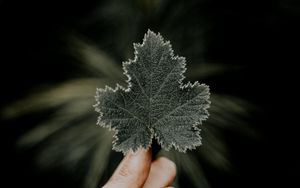 Preview wallpaper leaves, hands, fingers, macro