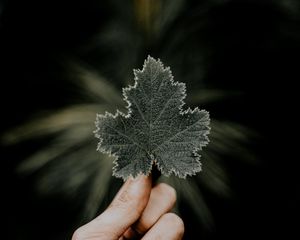 Preview wallpaper leaves, hands, fingers, macro