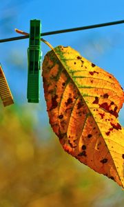 Preview wallpaper leaves, hanging, rope, sky, autumn