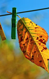 Preview wallpaper leaves, hanging, rope, sky, autumn