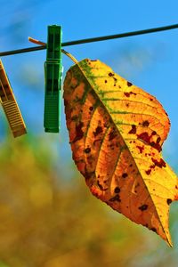 Preview wallpaper leaves, hanging, rope, sky, autumn