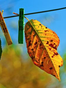 Preview wallpaper leaves, hanging, rope, sky, autumn