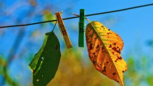 Preview wallpaper leaves, hanging, rope, sky, autumn