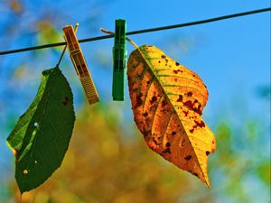 Preview wallpaper leaves, hanging, rope, sky, autumn