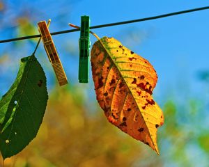 Preview wallpaper leaves, hanging, rope, sky, autumn