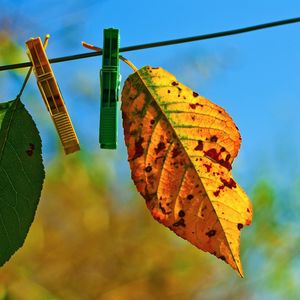Preview wallpaper leaves, hanging, rope, sky, autumn