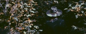 Preview wallpaper leaves, hat, man, shadow