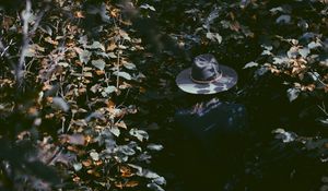 Preview wallpaper leaves, hat, man, shadow