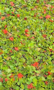 Preview wallpaper leaves, herbs, grass, autumn