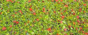 Preview wallpaper leaves, herbs, grass, autumn