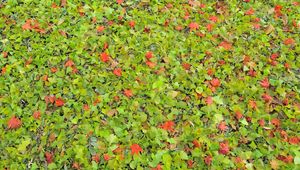 Preview wallpaper leaves, herbs, grass, autumn