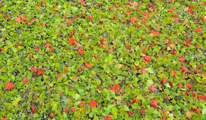 Preview wallpaper leaves, herbs, grass, autumn