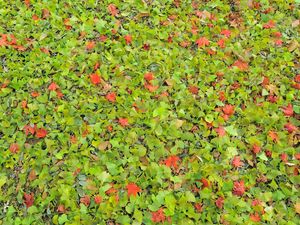 Preview wallpaper leaves, herbs, grass, autumn