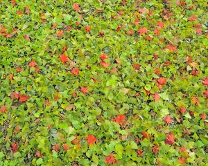 Preview wallpaper leaves, herbs, grass, autumn