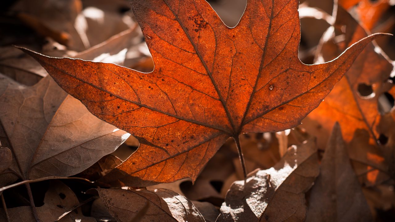 Wallpaper leaves, highlights, shadows, autumn