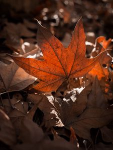Preview wallpaper leaves, highlights, shadows, autumn
