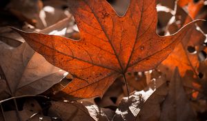 Preview wallpaper leaves, highlights, shadows, autumn