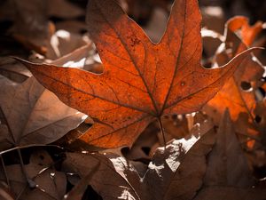 Preview wallpaper leaves, highlights, shadows, autumn