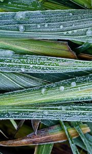 Preview wallpaper leaves, hoarfrost, grass, close-up