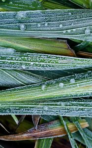 Preview wallpaper leaves, hoarfrost, grass, close-up