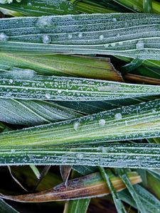 Preview wallpaper leaves, hoarfrost, grass, close-up