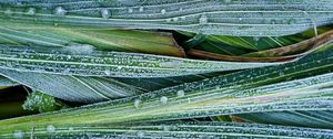 Preview wallpaper leaves, hoarfrost, grass, close-up