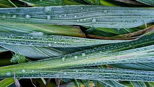 Preview wallpaper leaves, hoarfrost, grass, close-up