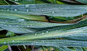 Preview wallpaper leaves, hoarfrost, grass, close-up