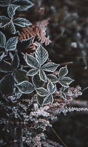 Preview wallpaper leaves, hoarfrost, snow, autumn, carved