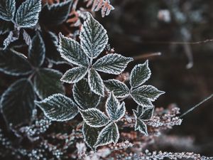 Preview wallpaper leaves, hoarfrost, snow, autumn, carved