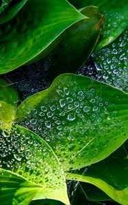 Preview wallpaper leaves, hosta, drops, macro