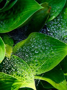 Preview wallpaper leaves, hosta, drops, macro