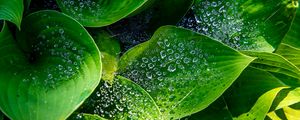 Preview wallpaper leaves, hosta, drops, macro