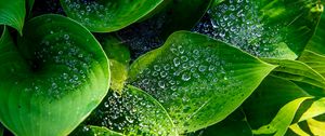 Preview wallpaper leaves, hosta, drops, macro