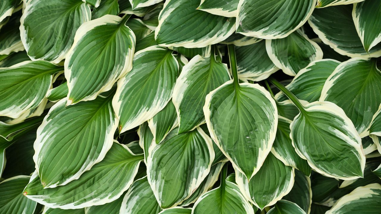 Wallpaper leaves, hosta, plants, green