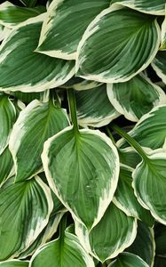 Preview wallpaper leaves, hosta, plants, green