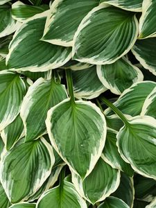 Preview wallpaper leaves, hosta, plants, green