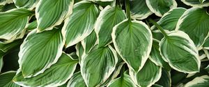 Preview wallpaper leaves, hosta, plants, green